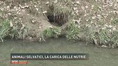 Animali selvatici, la carica delle nutrie