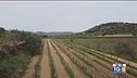 Gusto di Vino: Vigna mischiata