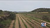 Gusto di Vino: Vigna mischiata
