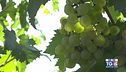 Gusto di Vino: il pecorino