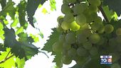 Gusto di Vino: il pecorino