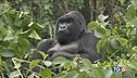 La lotta ai bracconieri sta salvando i gorilla