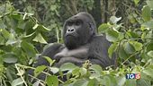 La lotta ai bracconieri sta salvando i gorilla