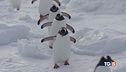 Antartide in 4 a contare i pinguini