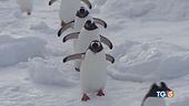 Antartide in 4 a contare i pinguini