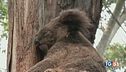 Milioni australiani per salvare i koala