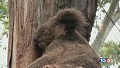 Milioni australiani per salvare i koala