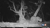Il leopardo più raro avvistato in Siberia