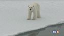 Canada, le pellicce di orso bianco non piacciono più