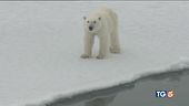 Canada, le pellicce di orso bianco non piacciono più