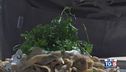 Gusto Verde: tagliolini con farina ai porcini e crema al Piave Oro