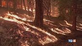 Incendi in crescita in tutto il mondo