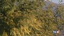 Caldo, natura in tilt mimose e ciliegi in fiore
