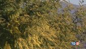 Caldo, natura in tilt mimose e ciliegi in fiore