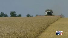 Stop di Kiev all'export alimentare