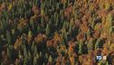 Salviamo gli alberi, polmone del pianeta