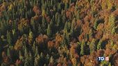 Salviamo gli alberi, polmone del pianeta