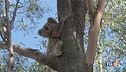 Salvare i koala dall'estinzione
