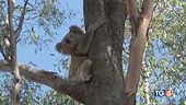Salvare i koala dall'estinzione
