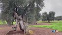 Gli olivi patrimonio mondiale da difendere