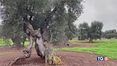 Gli olivi patrimonio mondiale da difendere