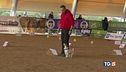 Dal frisbee al cross, cani che spettacolo!