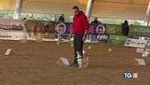 Dal frisbee al cross, cani che spettacolo!