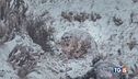 Il documentario "La pantera delle nevi"