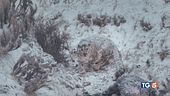 Il documentario "La pantera delle nevi"