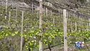 Gusto Di Vino: la viticultura di montagna