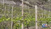 Gusto Di Vino: la viticultura di montagna