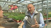 Tra giardino e terrazzo boom degli orti in casa