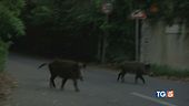 Domenica "bestiale"