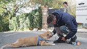 Per i nostri animali non badiamo a spese!