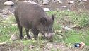 E' allarme peste suina "Abbattere i cinghiali"