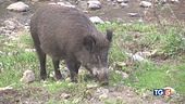 E' allarme peste suina "Abbattere i cinghiali"