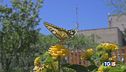 La biodiversità, tutti possiamo proteggerla