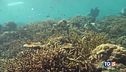 Ecco il canto della barriera corallina