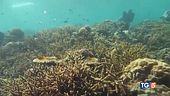 Ecco il canto della barriera corallina