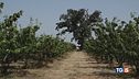 Caldo, allerta massima e la siccità non molla