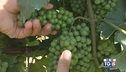 Gusto di Vino - Il verdicchio