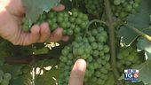 Gusto di Vino - Il verdicchio
