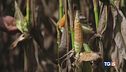 Tra incendi e siccità agricoltura in crisi