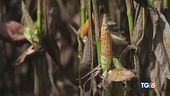 Tra incendi e siccità agricoltura in crisi