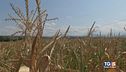 Emergenza siccità è crisi agricoltura