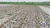Emergenza siccità, agricoltura in crisi