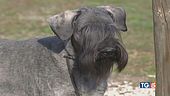 Il dramma dei cani traditi due volte