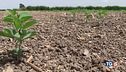L'agricoltura soffre e il pianeta chiede aiuto