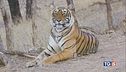 La lotta della tigre contro l'estinzione
