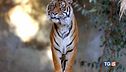 Salviamo la tigre!